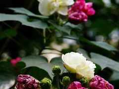 -碧云新天地二期