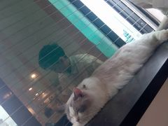 -楼上猫咖(罗湖店)