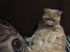 -猫色咖啡·猫咖