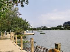 -华侨城湿地公园