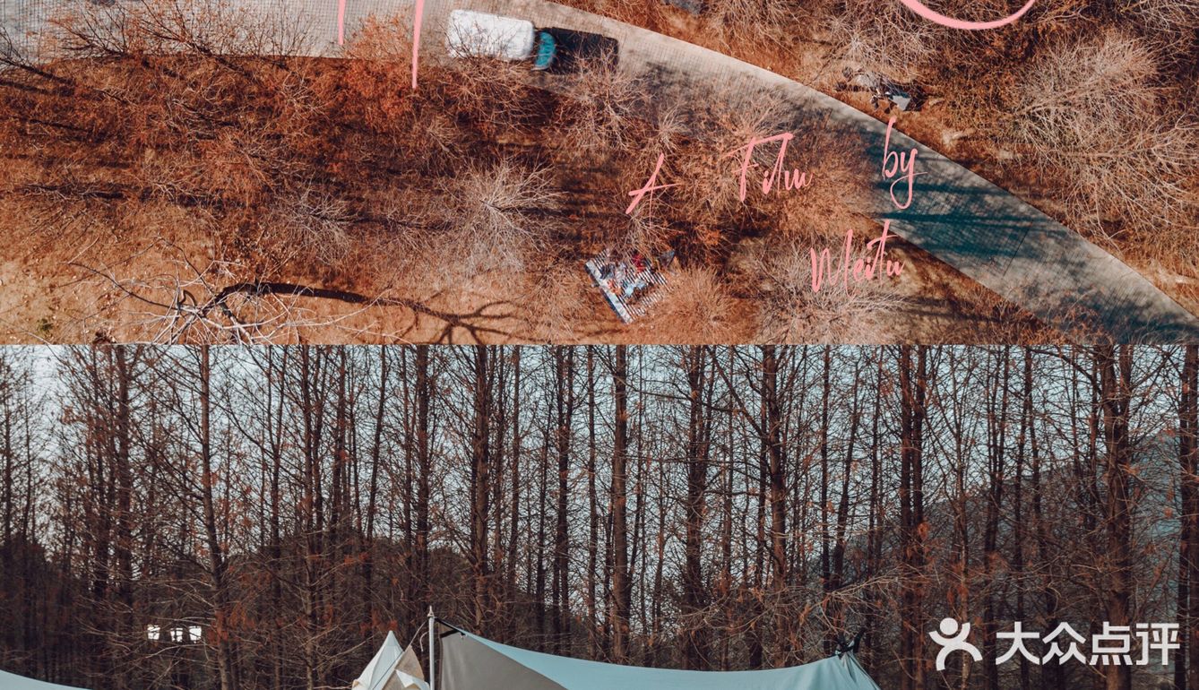 广州周边露营｜杉树林Glamping