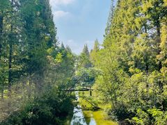 -黄海国家森林公园