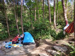 -铁山坪森林公园