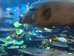 -迪拜帆船酒店海底餐厅