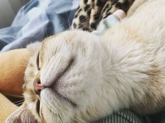 -猫大福·Fortune Cat猫舍(百子湾店)