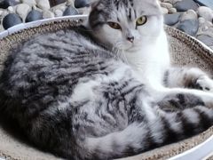 -喵屿·大理花园猫咖