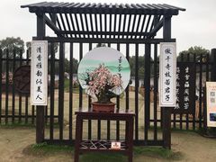 -香雪海