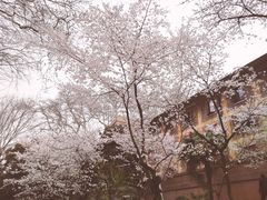 -武汉大学-樱园