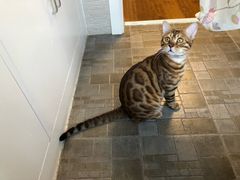 -纳吉亚猫专科动物医院博雅分院