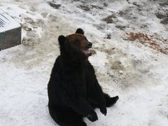-西霞口神雕山野生动物世界