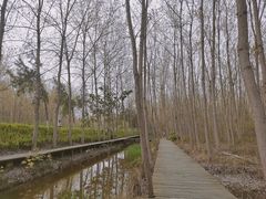 -合肥滨湖国家森林公园