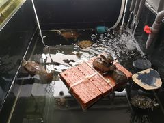 -灵龟之家百象馆(百象馆联合旗舰店)