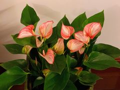 -双季花艺园艺市场(浦东店)