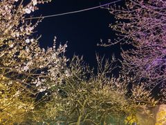 -香雪海