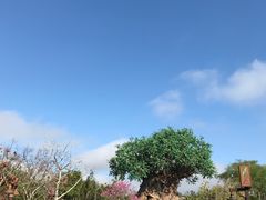 -奥兰多迪士尼动物王国乐园