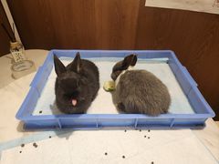 -大象厨房(重庆道店)