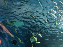 -海合安武汉极地海洋公园
