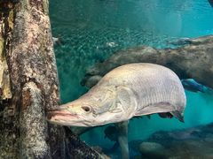 -上海海洋水族馆