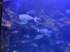 -芜湖新华联大白鲸海洋公园
