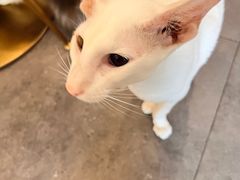 -飞行喵MR PILOT|猫舍·猫咖(静安大融城店)
