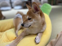 -逗柴咖啡屋·狗咖猫咖宠物桌游