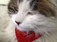 iphone_upload_pic-Sirena海妖日咖夜酒