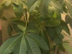 -九龙大酒店·金牌楚菜(武泰闸店)