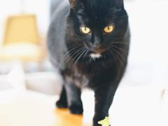 -猫里有甜