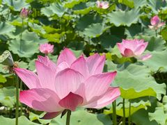 -莲花池公园
