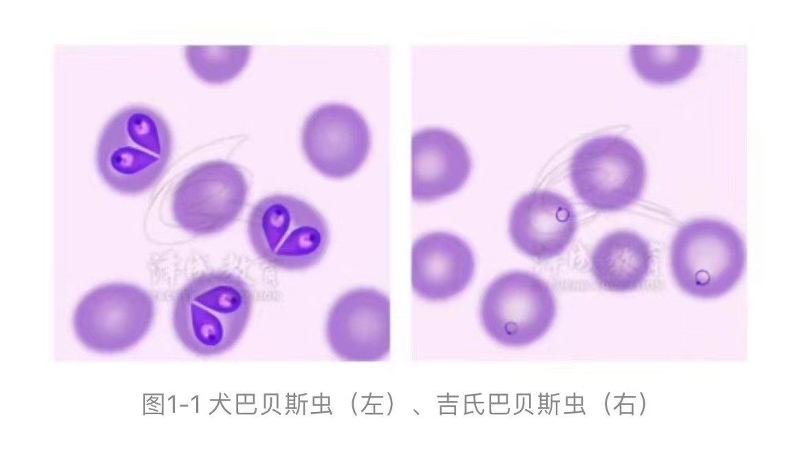 犬巴贝斯虫病
犬巴贝斯虫寄生于犬的