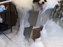 -PETKIT小佩宠物(古北店)
