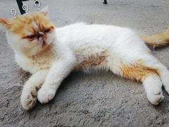 -喵屿·大理花园猫咖