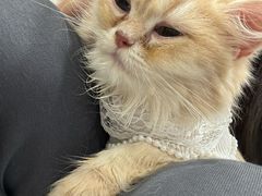 -楼上猫咖(罗湖店)