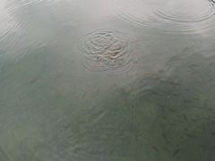 -靖西鹅泉风景区