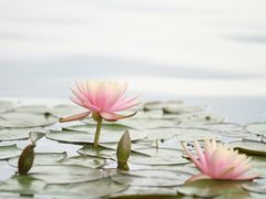 -曼听御花园