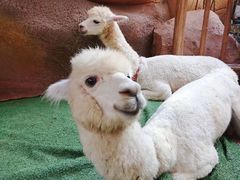 -杭州开元森泊度假乐园