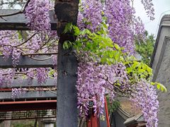 -红螺寺
