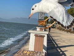 -呈贡滇池生态湿地公园