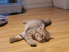 -啵啵喵·猫咖(攀华国际店)