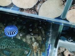 -宾朋海鲜特色美食餐厅·纯手工鲅鱼水饺(兴海路店)