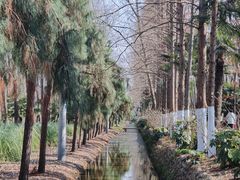 -合肥滨湖国家森林公园