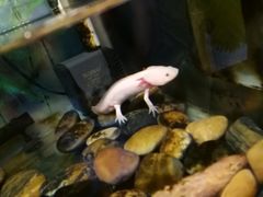 -上海大自然野生昆虫馆(东方明珠·爬宠昆虫探索中心)