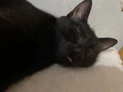 -艾贝尔宠物诊疗