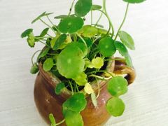-新竹里馆·花园餐厅(兴苑路店)