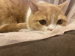 -安安宠医宠物医院·异宠·犬猫内科(岳阳分院)
