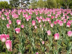 -长春公园(普阳街道)