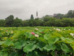 -贵阳市花溪国家城市湿地公园