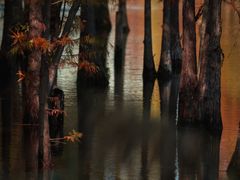 -白鹭湾湿地公园