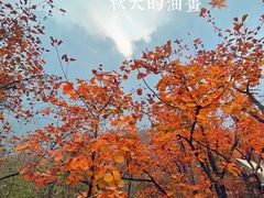 -周口店坡峰岭风景区