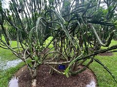-中国科学院西双版纳热带植物园